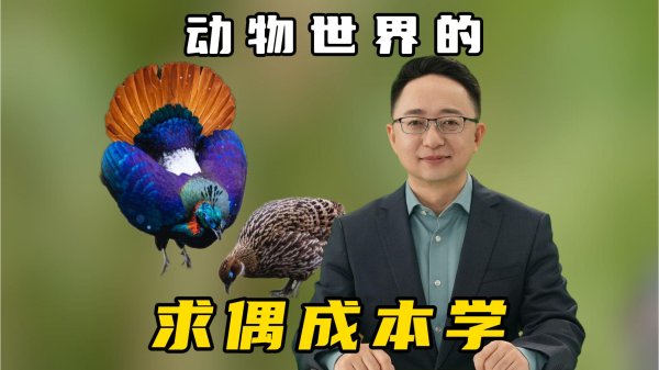 宏图配资 长鼻猴的大鼻子与长颈鹿的流星锤，从颜值到力量的求偶博弈密码