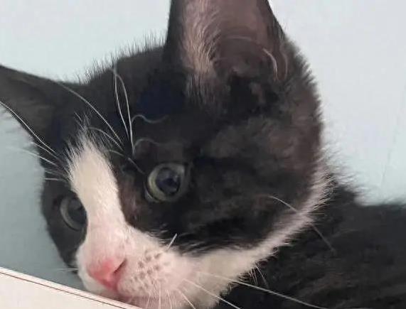 大金牛 几十块养奶牛猫，颜值从不重样，真能粘人一辈子？
